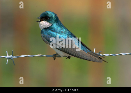 Tree Swallow cantando ( Tachycineta bicolor ) E USA, da George e Stewart/Dembinsky Foto Assoc Foto Stock