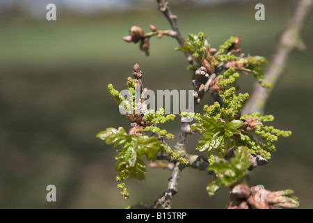 Le gemme e le nuove foglie sulla quercia molla di diramazione Foto Stock