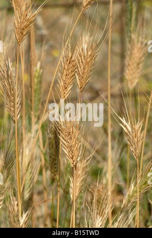 Spighe mature di parete selvatico orzo Hordeum murinum impianto Foto Stock