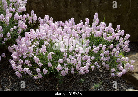 Stonecress, Aethionema pseudarmenum, Brassicaceae. Turchia Foto Stock