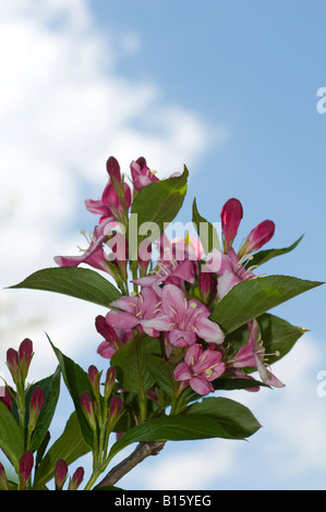 Oleandro fiori di colore rosa Foto Stock