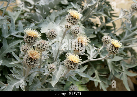 Star Thistle, Centaurea clementei, Asteraceae. Spagna, Marocco Foto Stock