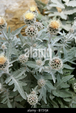 Star Thistle, Centaurea clementei, Asteraceae. Spagna, Marocco Foto Stock