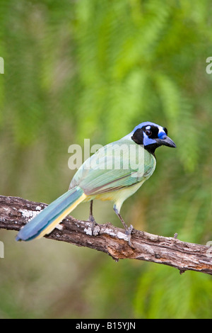 Green Jay Cyanoncorax yncas Edinburg Texas Stati Uniti 26 marzo adulto Corvidae Foto Stock