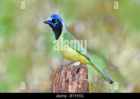 Green Jay Cyanoncorax yncas Edinburg Texas Stati Uniti 26 marzo adulto Corvidae Foto Stock