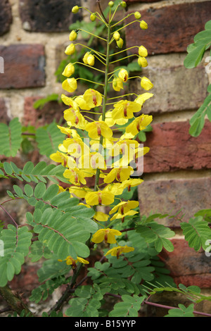 Mauritius o Mysore Thorn, Caesalpinia decapetala Fabaceae aka Cat's Claw, aspetta un po' e Pua Kelekino. Originario dell'India Foto Stock