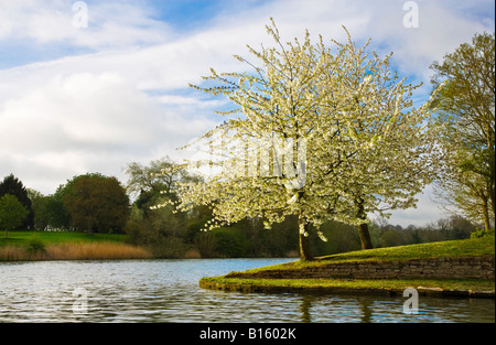 Fiore bianco su albero a bordo del lago su una soleggiata mattina di primavera a Coate Water Country Park, Wiltshire, Inghilterra, Regno Unito Foto Stock