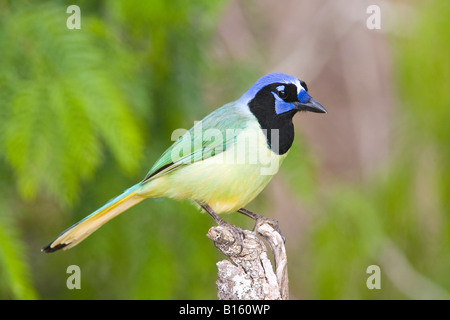 Green Jay Cyanoncorax yncas Edinburg Texas Stati Uniti 26 marzo adulto Corvidae Foto Stock