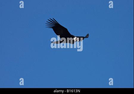 Condor andino in volo Foto Stock