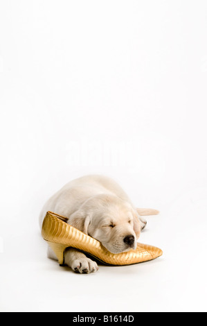 Il labrador cucciolo addormentato su oro scarpa da donna Foto Stock