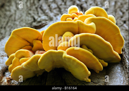 La staffa fungo Laetiporus sulfurei che cresce su una vecchia quercia a Bodium Foto Stock