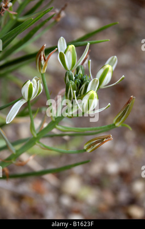 Stella di Betlemme, Ornithogalum chionophilum Hyacinthaceae, Cipro Foto Stock