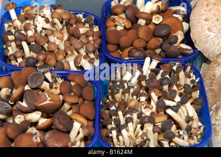 Austria ViennaWien la stalla Naschmarkt all'aperto con una deliziosa selezione di funghi Foto Stock