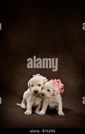 Ragazzo ragazza quattro settimane vecchio lab cuccioli con colori rosa e blu nastri e archi su sfondo marrone Foto Stock