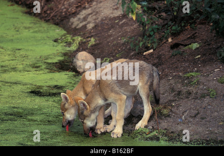 Loup gris Lupo adulto Canis lupus bere dal litorale adulti adulti America American animali animali essendo canide lo Canidae c Foto Stock