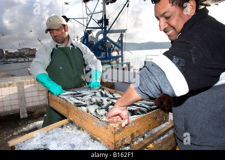 Offload di pescatori le loro catture di sardine nella città di Camariñas sulla costa atlantica della Spagna Galizia. Foto Stock