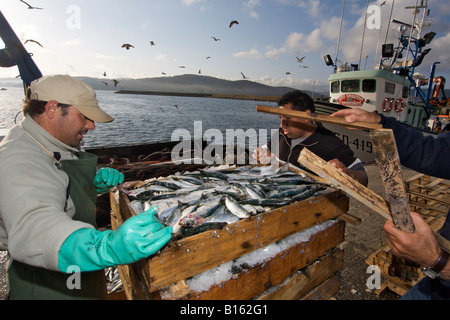 Offload di pescatori le loro catture di sardine nella città di Camariñas sulla costa atlantica della Spagna Galizia. Foto Stock