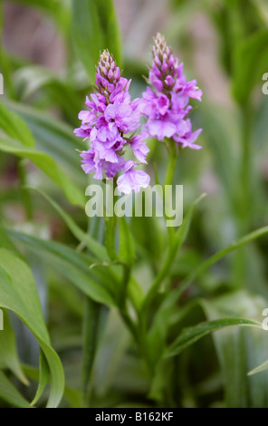 Madeira, orchidea Dactylorhiza foliosa Orchidaceae, di Madera Foto Stock