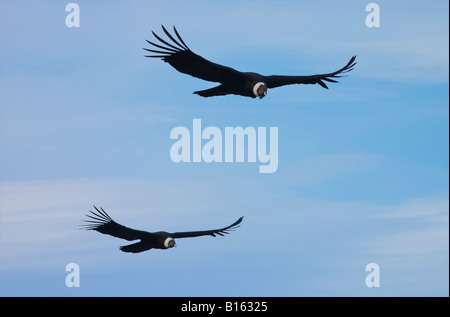 Condor andino coppia volare in formazione Foto Stock