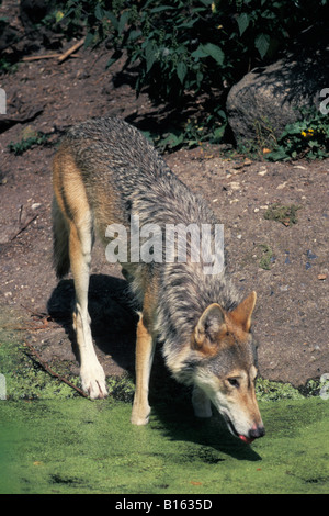 Loup gris Lupo adulto Canis lupus bere dal litorale adulti adulti America American animali animali essendo canide lo Canidae c Foto Stock