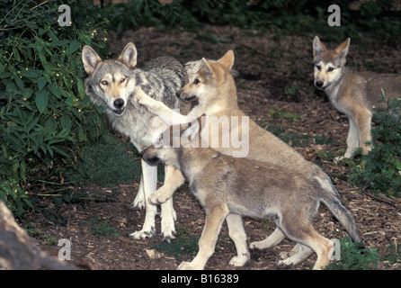 Loups gris Europaeischer Lupo Lupo europeo Canis lupus cubs elemosinando cibo da femmine Canidae canini Canoidea Carnivora Foto Stock