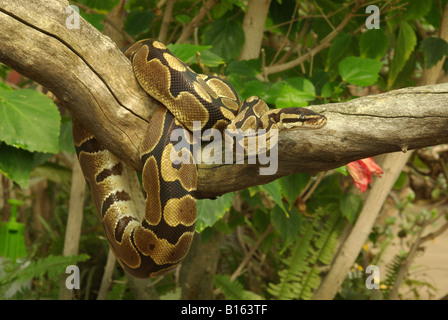 Un royal o sfera (Python Python regius) Foto Stock