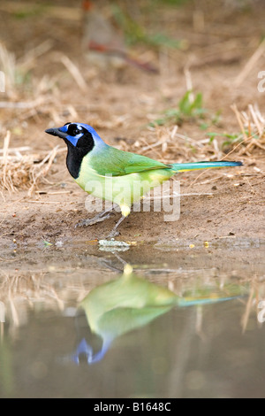 Green Jay Cyanoncorax yncas Edinburg Texas Stati Uniti 26 marzo adulto Corvidae Foto Stock