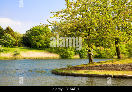 Il lago in una giornata di sole in estate in acqua Coate Country Park, un locale riserva naturale vicino a Swindon, Wiltshire, Inghilterra, Regno Unito Foto Stock