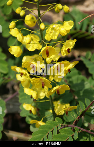 Mauritius o Mysore Thorn, Caesalpinia decapetala Fabaceae aka Cat's Claw, aspetta un po' e Pua Kelekino. Originario dell'India Foto Stock