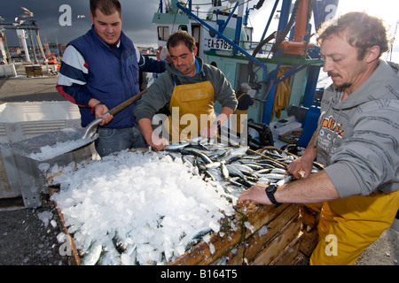 Offload di pescatori le loro catture di sardine nella città di Camariñas sulla costa atlantica della Spagna Galizia. Foto Stock