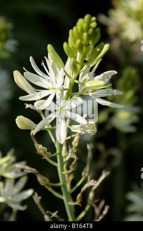 San Bernardo Lily Anthericum liliago liliacee. È nativo in Turchia e in Europa. Foto Stock