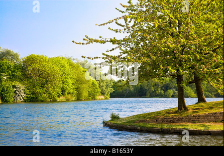 Il lago in una giornata di sole in estate in acqua Coate Country Park, un locale riserva naturale vicino a Swindon, Wiltshire, Inghilterra, Regno Unito Foto Stock