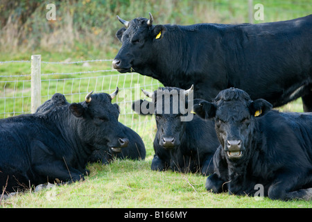 Gruppo di vacche nere gallesi adulte rilassate sdraiate sull'erba o in piedi, oziate nel campo agricolo (animali corni resistenti allevati per la carne) - Inghilterra, Gran Bretagna, Regno Unito. Foto Stock