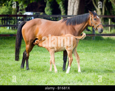 Una delle corse ippiche puledro in allattamento da sua madre Foto Stock