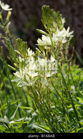 San Bernardo Lily Anthericum liliago liliacee. È nativo in Turchia e in Europa. Foto Stock