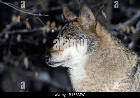 Lupo Canis lupus noto anche come il legname WOLF ritratto animale animali canidi canidae canis Canis lupus carnivora carnivoro auto Foto Stock