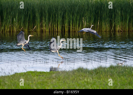 Airone cenerino Montage - Ardea cinerea. Un Airone cenerino, tre impronte. Avocet in primo piano. Foto Stock