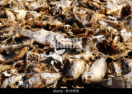 Morti di pesci di Tilapia sul letto asciutto del Salton Sea - un ecosistema minacciato, CALIFORNIA, STATI UNITI D'AMERICA Foto Stock