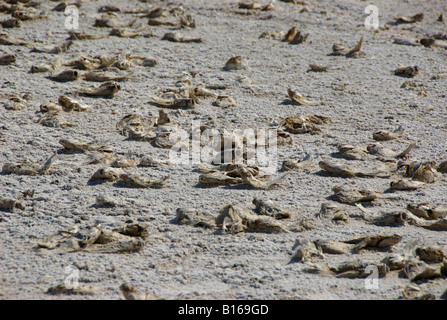 Morti di pesci di Tilapia sul letto asciutto del Salton Sea - un ecosistema minacciato, CALIFORNIA, STATI UNITI D'AMERICA Foto Stock