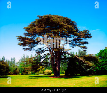 Il cedro del Libano, Malahide Demesne, Co Dublin, Irlanda Foto Stock