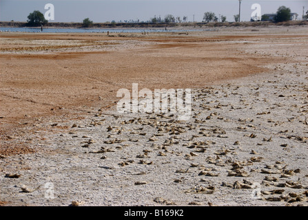 Migliaia di morti di pesci di Tilapia sul letto asciutto del Salton Sea - un ecosistema minacciato, CALIFORNIA, STATI UNITI D'AMERICA Foto Stock