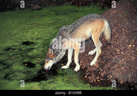 Loup gris Lupo adulto Canis lupus bere dal litorale adulti adulti America American animali animali essendo canide lo Canidae c Foto Stock