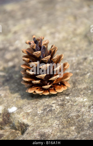 Pino silvestre cono Pinus sylvestris Pinaceae. Foto Stock