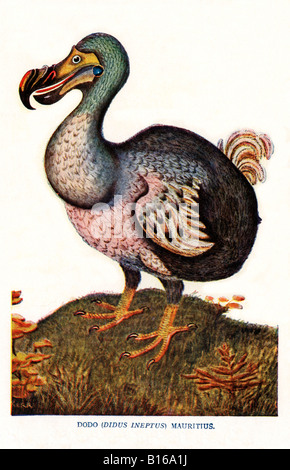 Il Dodo illustrazione Vittoriano del flightless bird didus ineptus da Maurizio estinti da 1681 Foto Stock