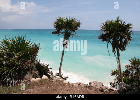 Due Palme su di una scogliera sul mare Foto Stock
