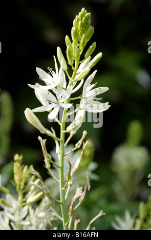 San Bernardo Lily Anthericum liliago liliacee. È nativo in Turchia e in Europa. Foto Stock