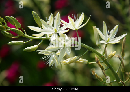 San Bernardo Lily Anthericum liliago liliacee. È nativo in Turchia e in Europa. Foto Stock