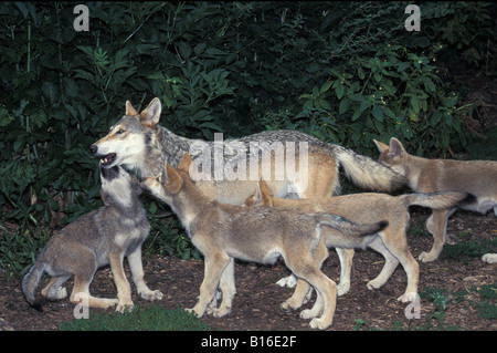 Loups gris Europaeischer Lupo Lupo europeo Canis lupus cubs elemosinando cibo da femmine Canidae canini Canoidea Carnivora Foto Stock