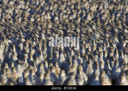 Gregge di nodo Calidris canutus muovendo in una direzione con la deliberata motion blur, Snettisham, Norfolk, Inghilterra, Regno Unito Foto Stock