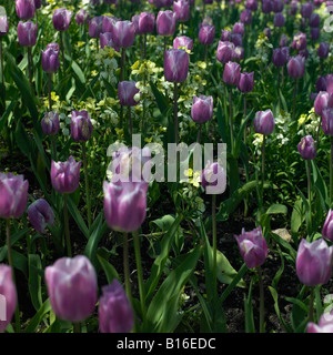 Viola tulip letto floreale Foto Stock